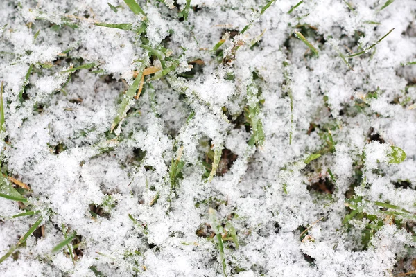 Bevroren besneeuwde gras achtergrond — Stockfoto