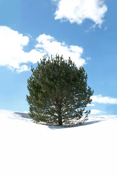 Pino en invierno Nieve — Foto de Stock