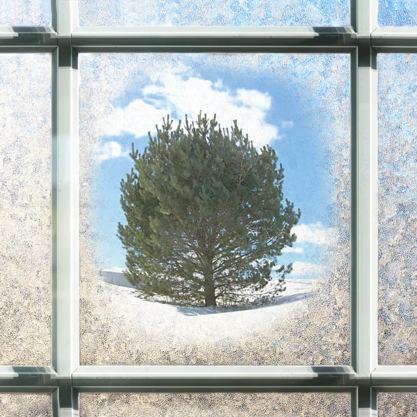 Mattiert quadratisch Winter Fenster Glas mit Kiefer außen — Stockfoto