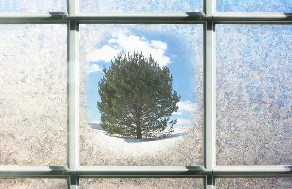 Mattiertes Winter-Fensterglas mit Kiefer draußen — Stockfoto