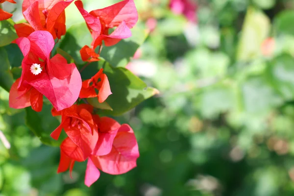 Azalea blommor bakgrund — Stockfoto
