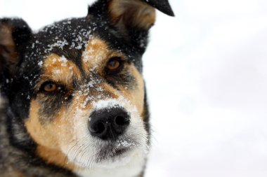köpeği karda portresi