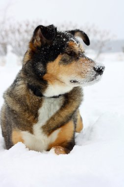 Alman çoban köpeği outisde kar döşeme