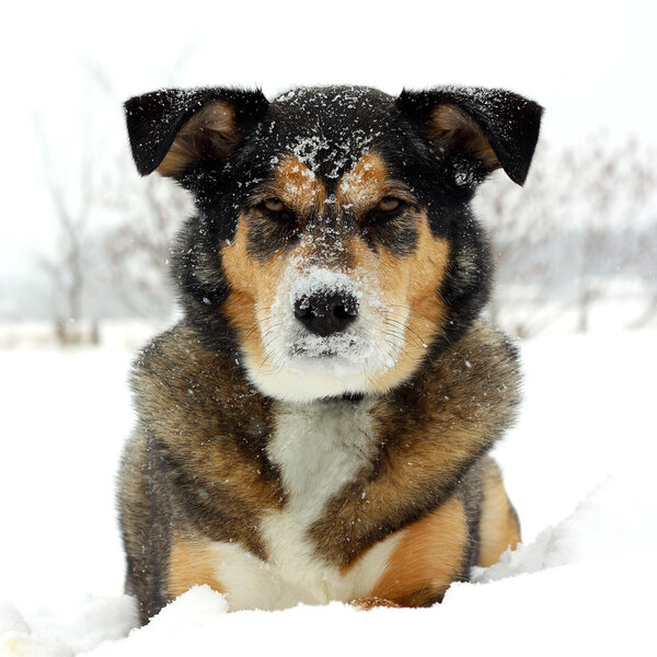 German Shepherd Dog Laying in Snow