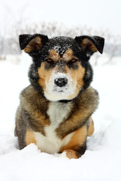 जर्मन शेफर्ड कुत्ता सफेद बर्फ में रखा — स्टॉक फ़ोटो, इमेज