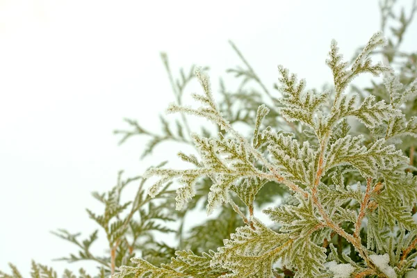 Is och snö täckta tuja träd på vintern — Stockfoto
