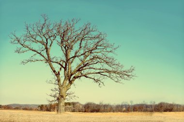 Lone Bare Branched Winter Tree in the Country