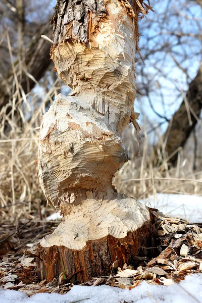 Large Tree Trunk Chewed Up by Beaver — Stock Photo, Image