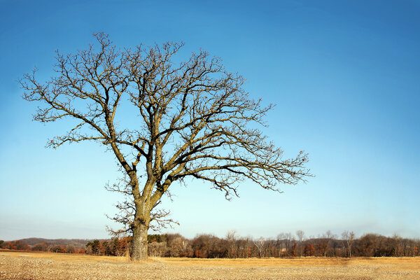 Lone Bare Branched Winter Tree in the Country
