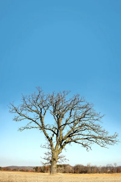 该国的孤独冬日光秃秃的分枝的树 — 图库照片