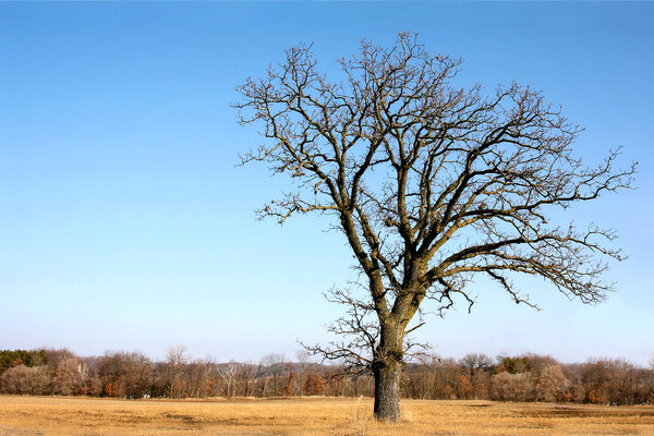 Gnarly Bare Branched Old Oak Tree Isolated in Country