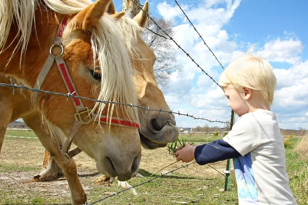 Young Child Feeding Grass to Horses on Farm
