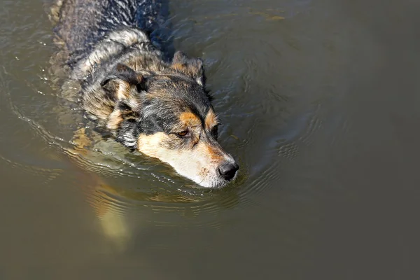 德国牧羊犬混合狗在湖里游泳 — 图库照片