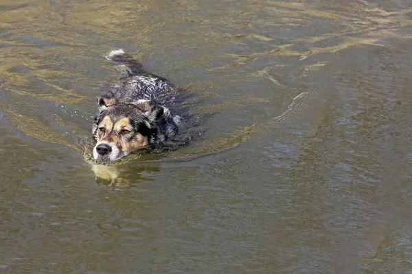 湖で泳いでいるジャーマン ・ シェパード犬 — ストック写真