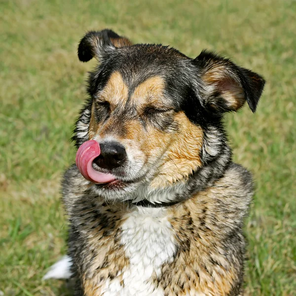 Draußen leckt sich ein nasser Hund die Lippen — Stockfoto