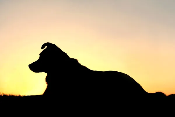 Alman çoban karıştırmak köpek gün batımında silüeti — Stok fotoğraf