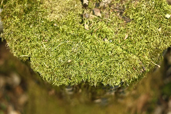 Muschio coperto albero ceppo sfondo — Foto Stock