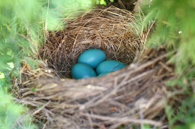 Kuş yuvası ağacında Robin'in yumurta toplandı