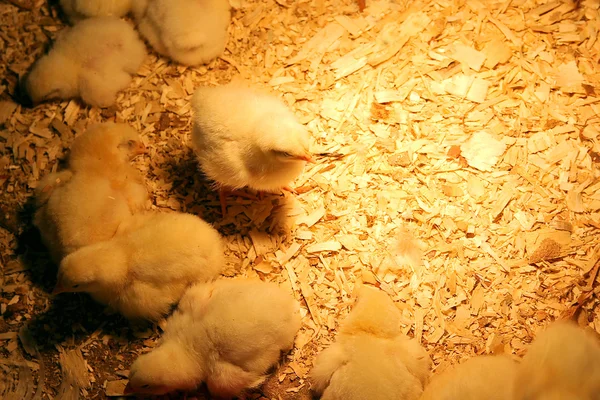 Gruppe von Baby-Hühnern unter wärmendem Licht — Stockfoto