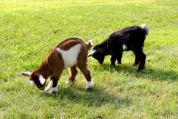 Bébé ferme chèvres manger de l'herbe — Photo