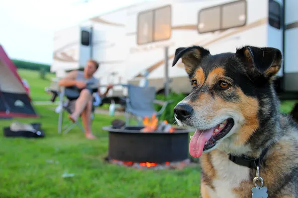 Pies na campingu przed mężczyzna gra na gitarze — Zdjęcie stockowe