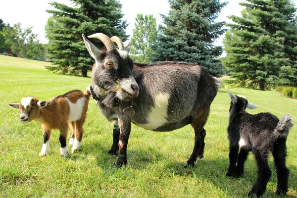 엄마 염소와 두 아기 먹는 잔디 — 스톡 사진