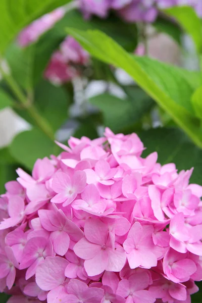 Ορτανσία ροζ λουλούδια μπροστά από το φόντο πράσινο φύλλο — Φωτογραφία Αρχείου