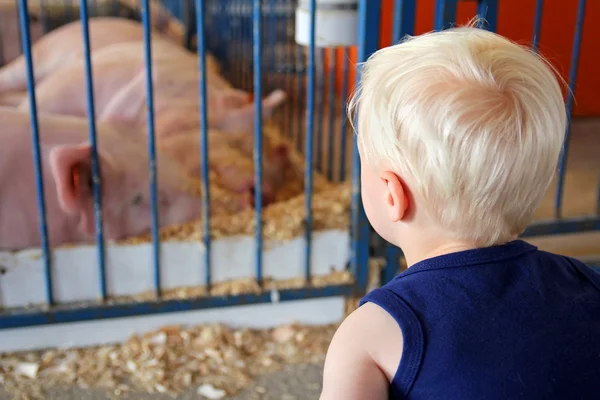 Kleines Kind Blick auf Schweine, die in Jahrmarkt年轻的孩子，看着猪在县集市 — 图库照片