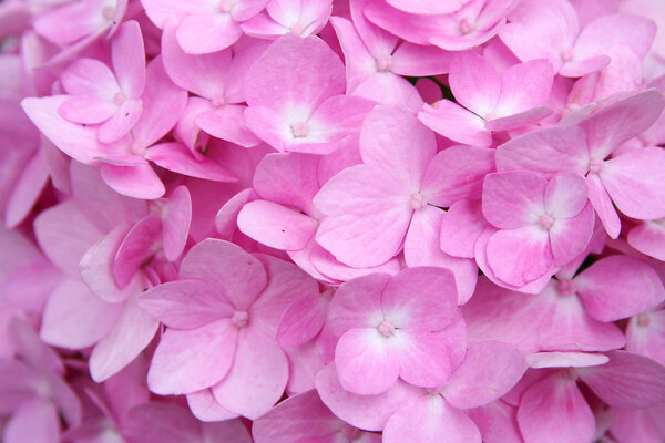 Background of Soft Pink Hydrangea Flowers