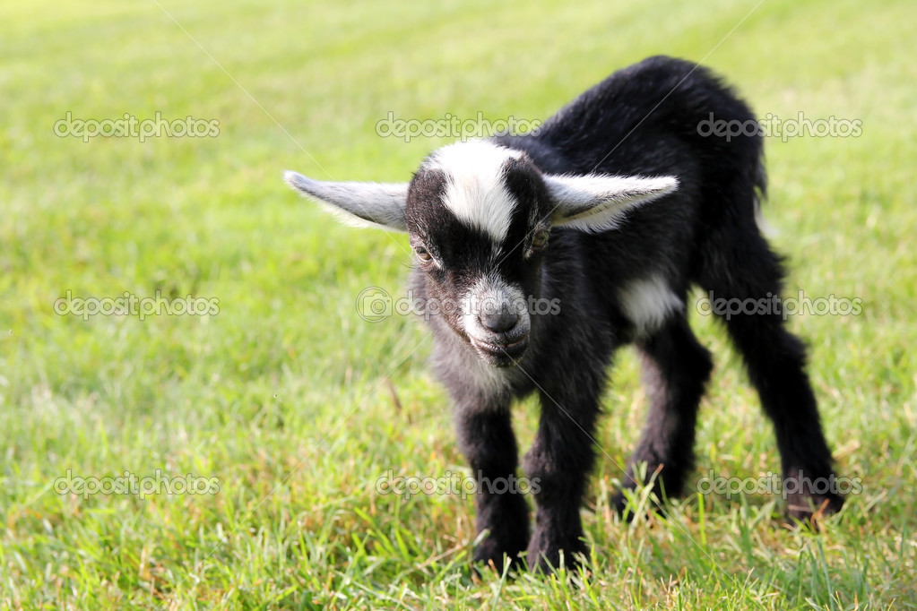 Mignon Noir Bebe Chevre A L Exterieur Sur La Ferme Image Libre De Droit Par Christin Lola C Mignon Noir Bebe Chevre A L Exterieur Sur La Ferme Image Libre De Droit Par Christin Lola C