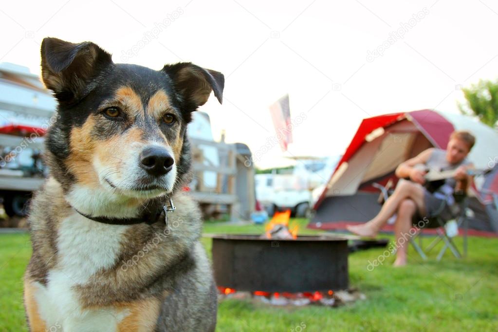 Dog at Campground in Front of Man Playing Guitar