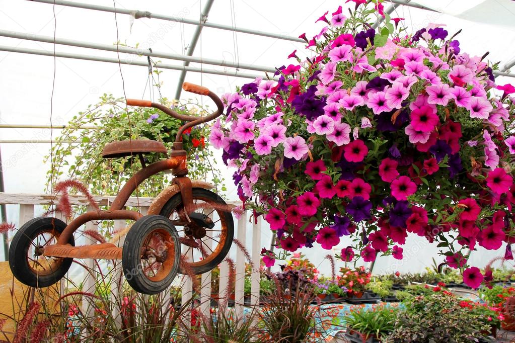 Rusty Old Vintage Tricycle Hanging with Flowers in Greenhouse