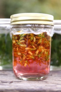 St. John's Wort yellow flowers are soacking in alcohol to create an herbal tincture for healing. clipart
