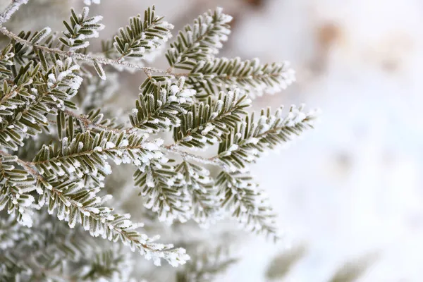 白い冬の雪の背景は常緑モミの木の枝の優雅な針で囲まれています — ストック写真