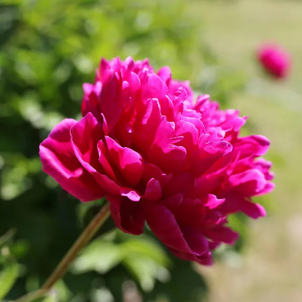 紧靠着花园中一朵鲜红牡丹花的正方形庄稼 — 图库照片