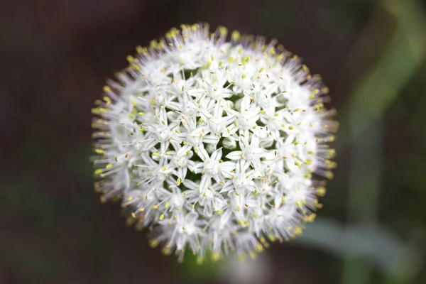 Городі Росте Макро Загін Білої Квіткової Голови Часнику Allium Tuberosum — стокове фото