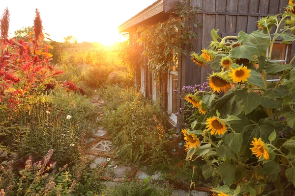 夕阳西下 一座美丽的小茅屋被秋日的花园中的向日葵和花朵环绕着 — 图库照片