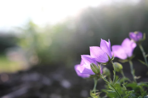 Schöne Lila Campanula Glockenblumen Sind Vor Einem Sonnigen Bokeh Verschwommenen — Stockfoto
