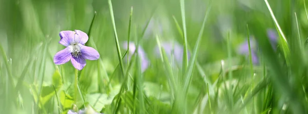 Ένα Μικρό Μοβ Άγρια Βιολέτα Αυξάνεται Στο Παρασκήνιο Πράσινο Γρασίδι — Φωτογραφία Αρχείου