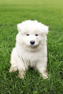A fluffy white little Samoyed puppy dog is sitting in the grass.