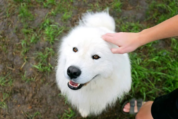 Happy Fluffy White Samoyed Dog Being Petted Head Child —  Fotos de Stock