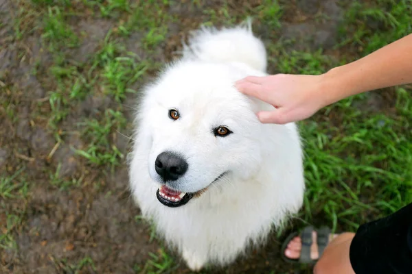 Felice Soffice Cane Bianco Samoyed Viene Accarezzato Sulla Testa Bambino — Foto Stock