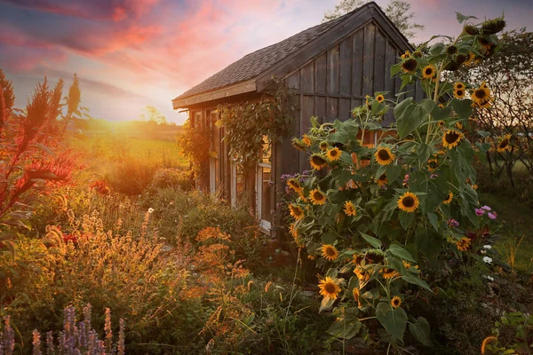 Una Bella Casetta Costruita Mano Circondata Girasoli Fiori Giardino Cottage — Foto Stock