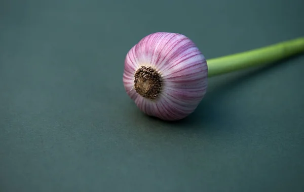 Garlic. Bulb of young garlic. Fresh garlic on a bright colored background. copy space,garlic close-up.