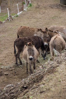 bir çiftlikte eşekler