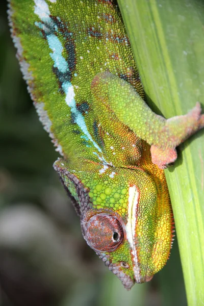 Colorful chameleon — Stock Photo, Image