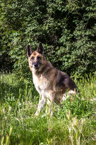 Alman çoban köpeği. — Stok fotoğraf