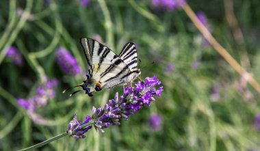 Iphiclides podalirius kelebek