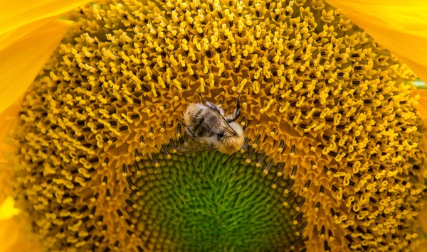 Macro van een hommel — Stockfoto