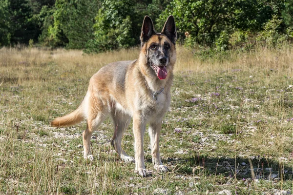 Alman çoban köpeği Yetişkin — Stok fotoğraf